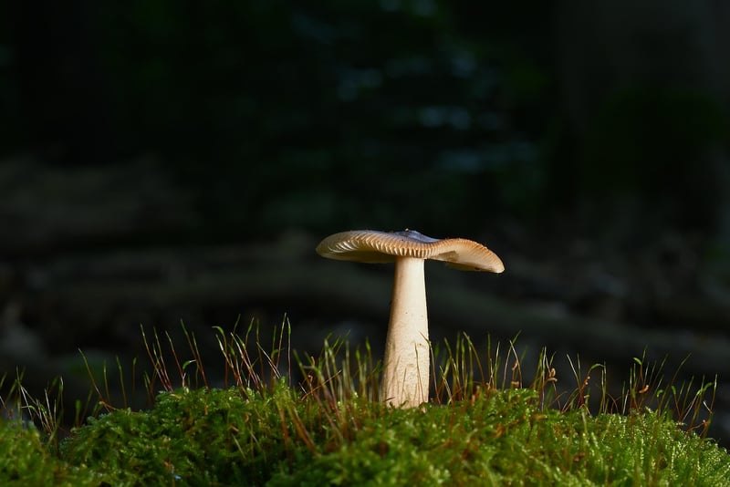Forest Journey